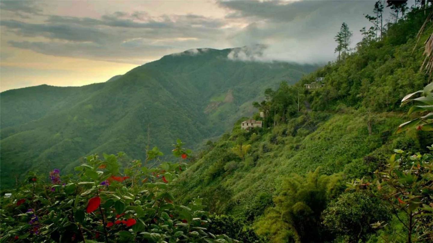 Jamaïque Blue Mountain